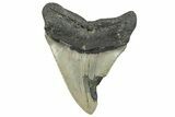 Serrated, Fossil Megalodon Tooth - North Carolina #295226-1